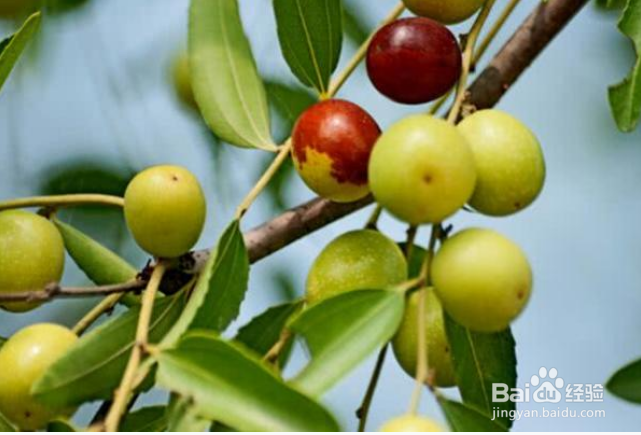 6种食物，每天吃一点，助你排毒养颜皮肤好！