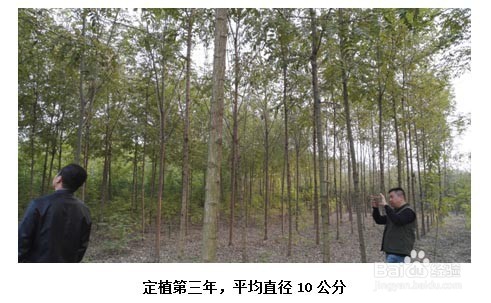 新疆种什么树赚钱