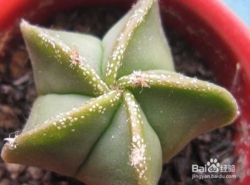 养殖鸾凤玉的好处 百度经验