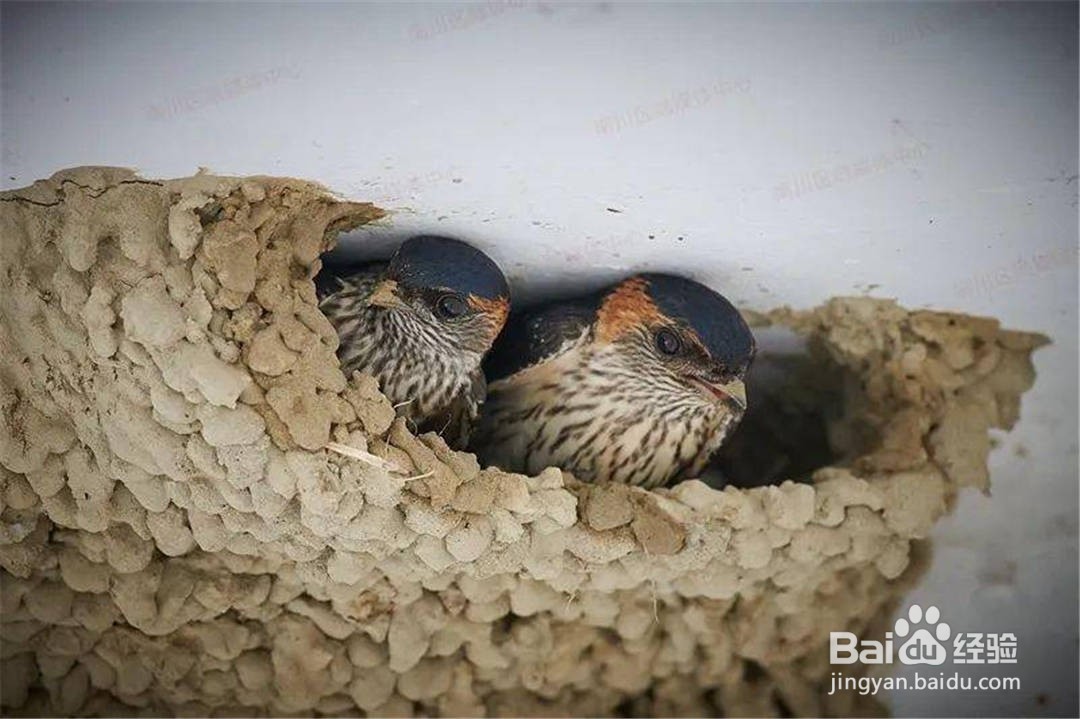 春天归来的燕子喜欢在屋檐下筑巢主要原因是什么