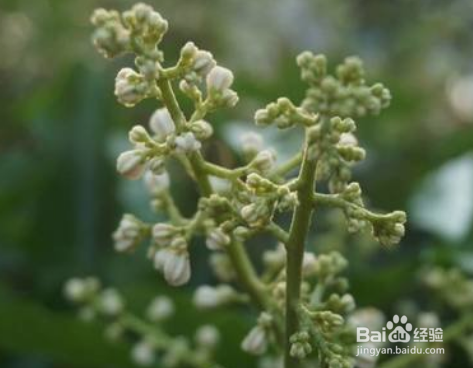 黄皮开花怎样管理