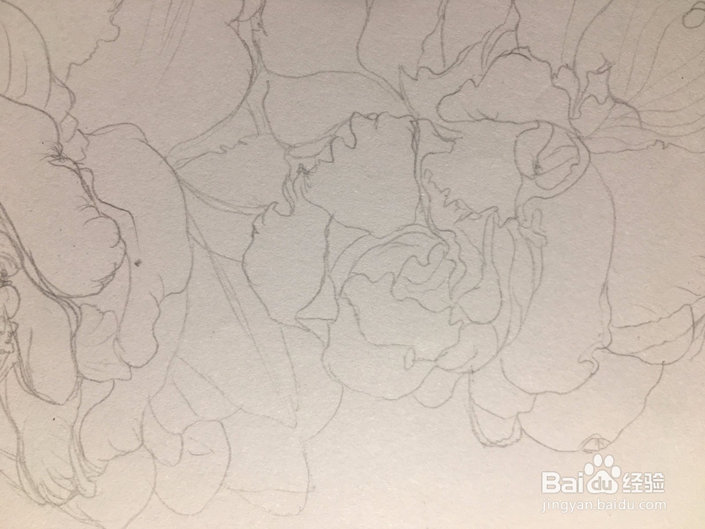 月季花的画法 月季简笔画 三朵月季的线描画教程