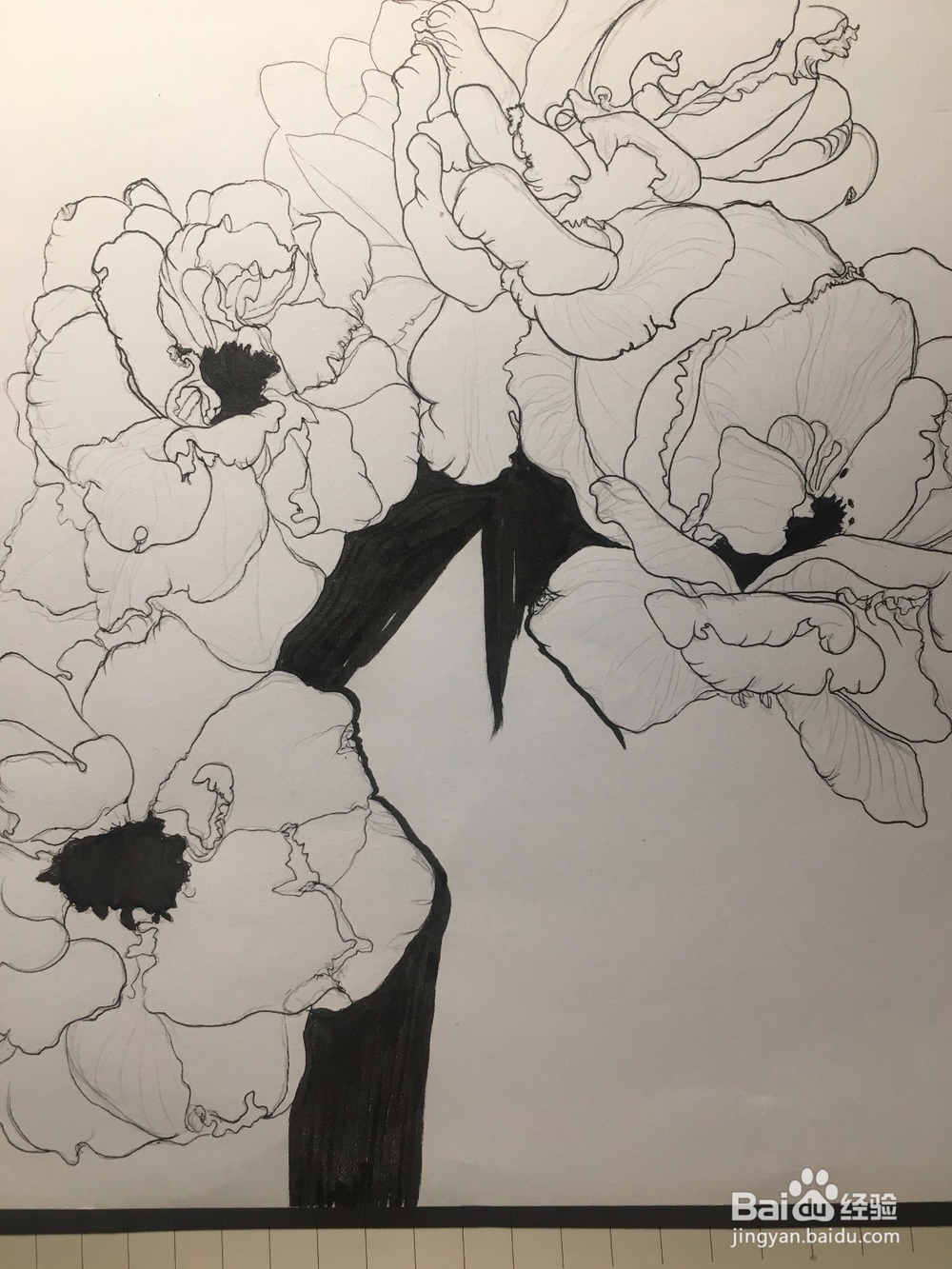 月季花的画法 月季简笔画 三朵月季的线描画教程