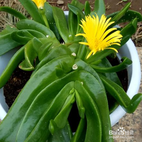 佛手掌叶子发软怎么解决？