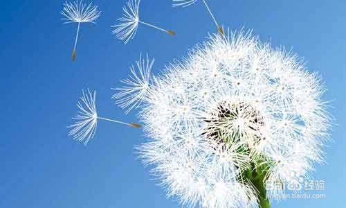 每天喝一杯既能消炎又能清热解毒