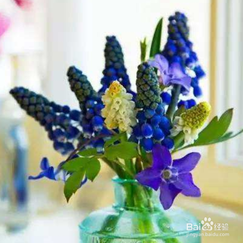 风信子谢了还会再开吗？