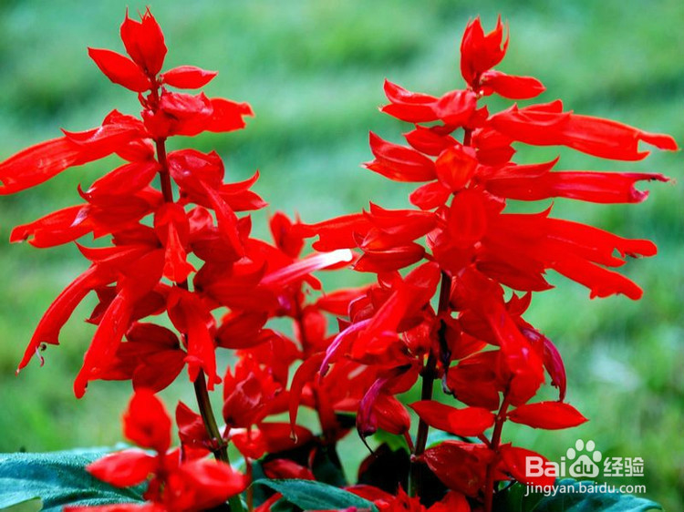 生活中常见中草药及其疗效(四)