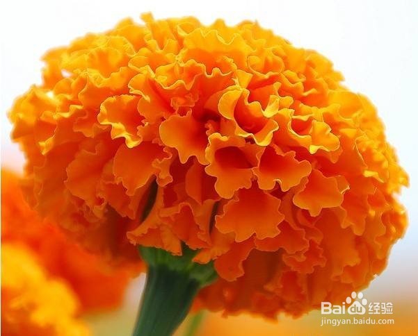 4种容易种容易开花的植物