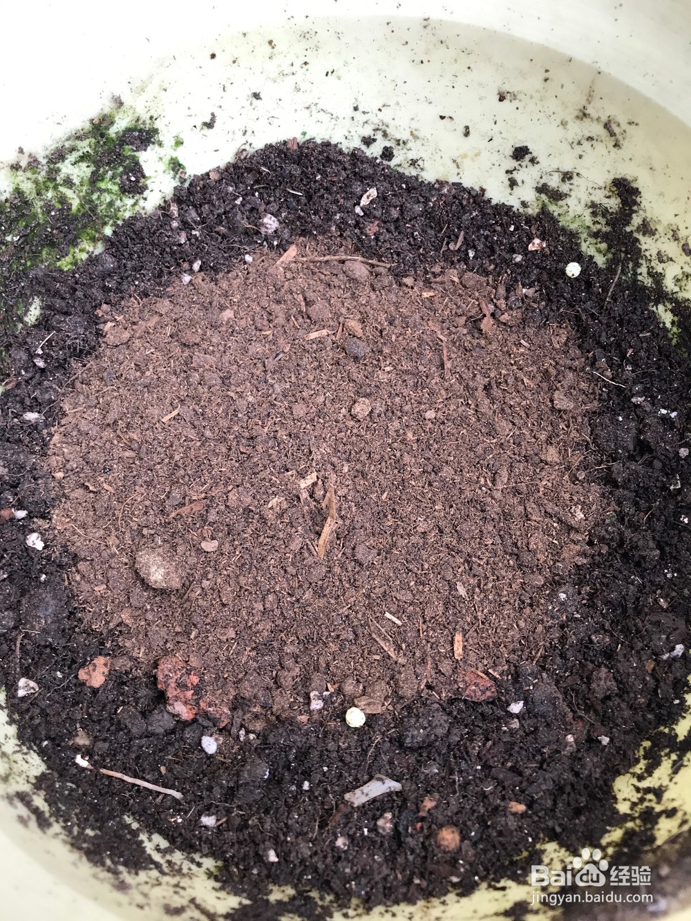 长寿花开败后的处理方法