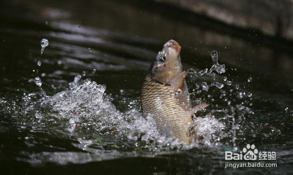 活鲤鱼怎么保存