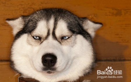 怎样哄你家生病的小狗狗主动吃