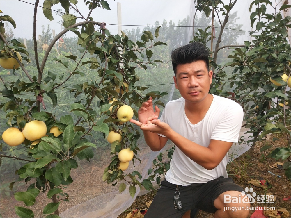 果树苗有哪些最新品种
