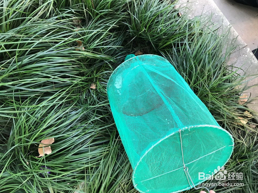 如何收起装满苍蝇尸体的苍蝇笼子(捕蝇笼)?