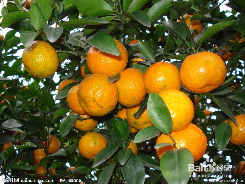 #水果#如何挑选砂糖橘