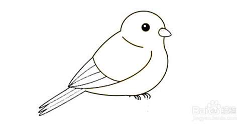 可爱黄鹂的简笔画