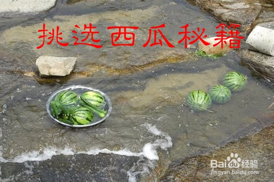 如何挑选西瓜、——挑选西瓜秘籍