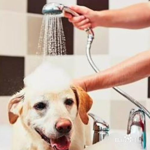 狗狗美容护理有哪些注意事项？