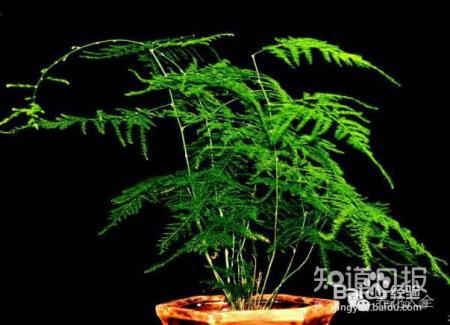 养花才是人生最好的投资，是真的吗
