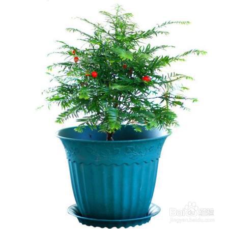 就知道用绿萝吸甲醛,这几种植物净化空气比绿萝好几倍!