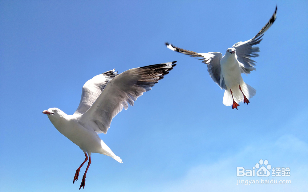 OPPO最新款手机有哪些