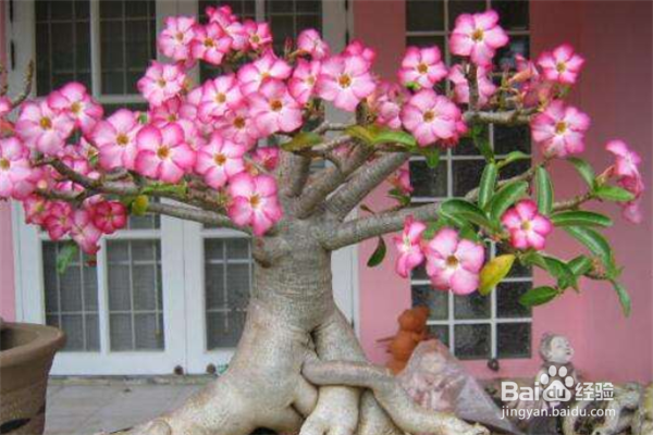 养护沙漠玫瑰要注意些什么，有什么技巧