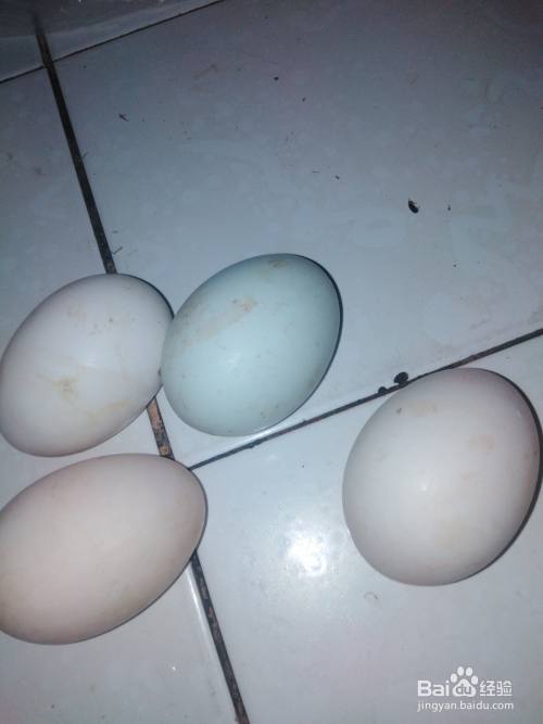 煎鸭蛋如何炒小白菜花 百度经验