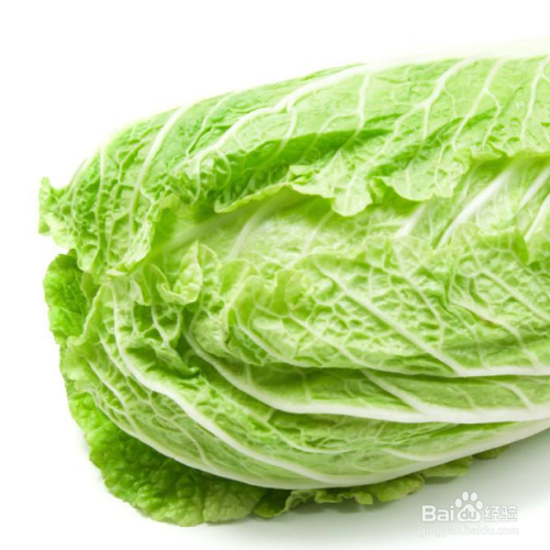 大白菜移栽时间和方法