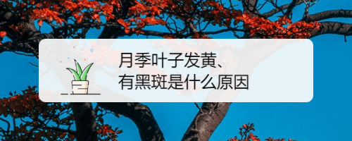 月季葉子發黃,有黑斑是什麼原因