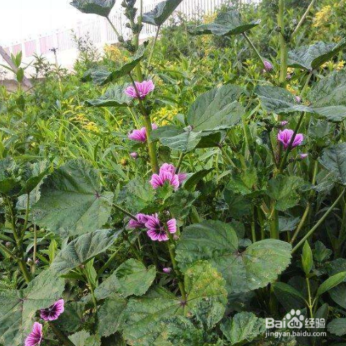 圆叶锦葵的培育方法和注意事项