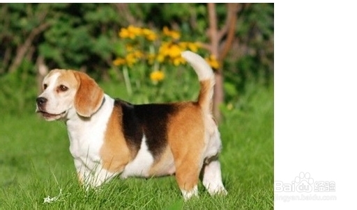 教你如何使用响片训练狗狗