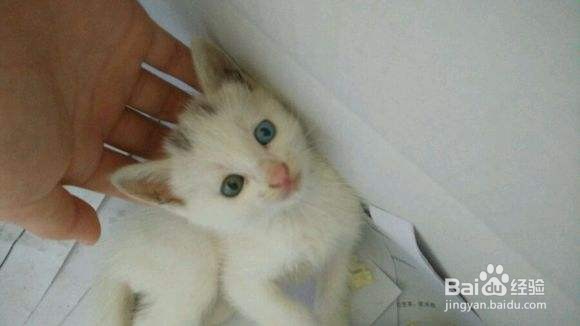 小猫打完疫苗拉稀严重怎么办