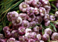 常吃大蒜的好处和坏处