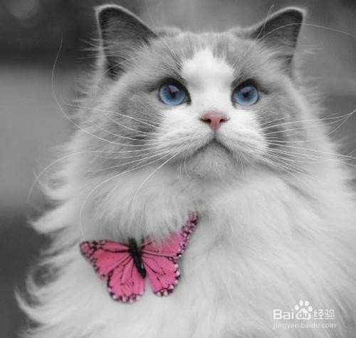 布偶猫为什么不能养,到底应该怎么养-千亿宠物