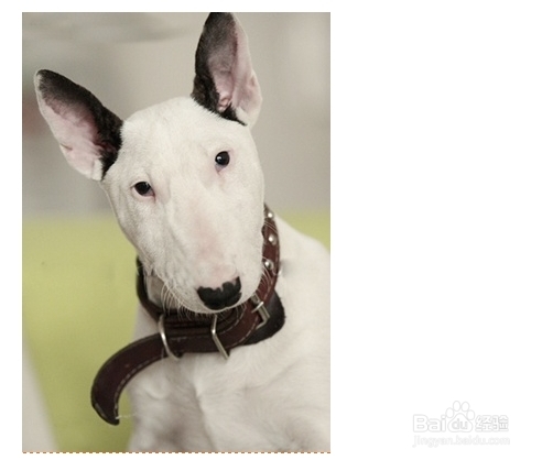 牛头梗喜欢什么玩具？