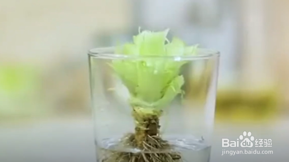 如何学会种植小技巧