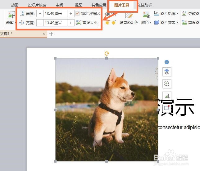 怎么把PPT图片放大到幻灯片大小？