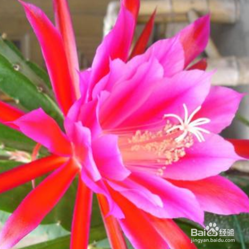 鱼骨令箭荷花的养殖方法和注意事项