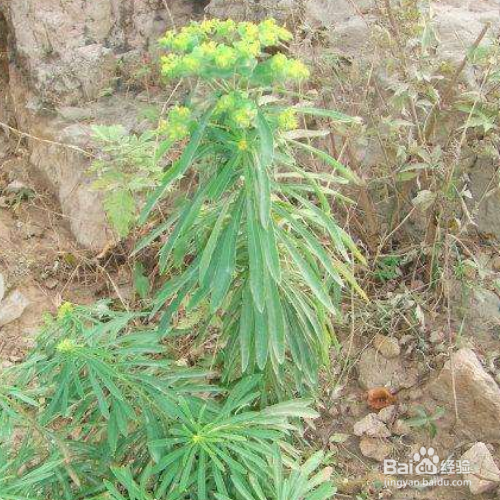 乳浆大戟的培育方法和注意事项