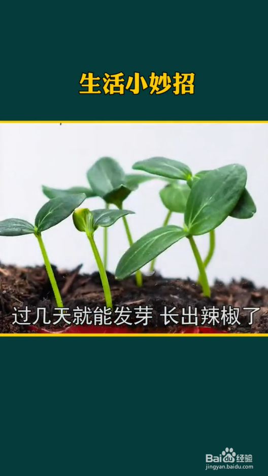 生活小妙招之种植小妙招