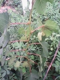 我本人种葡萄的基本做法