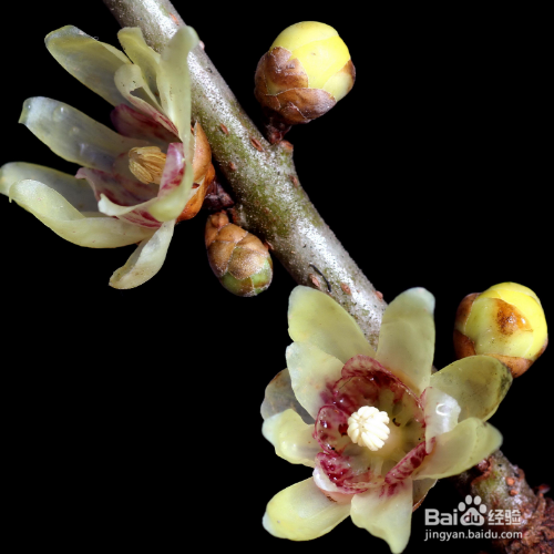 腊梅烂根了怎么办？