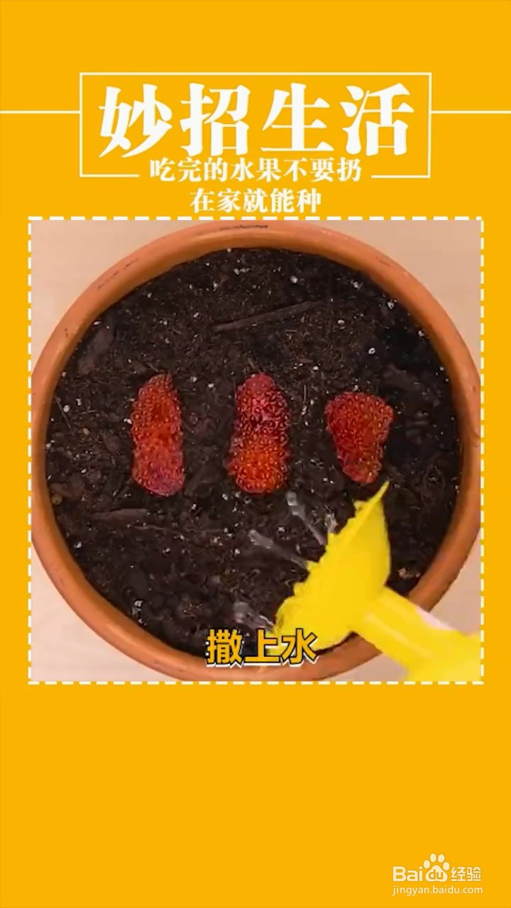 在家种植植物的小妙招
