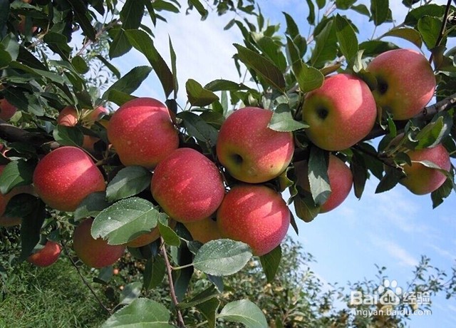 苹果膨果增甜的施肥要点和膨果增甜的管理要点