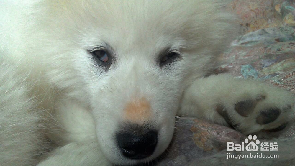 犬瘟热的一般性治疗方法