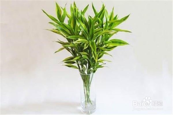 富贵竹应该怎么养殖?