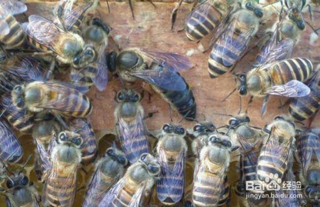 养蜜蜂,如何让蜂王不走?