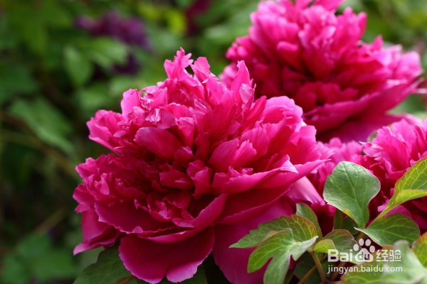 牡丹花怎么栽培