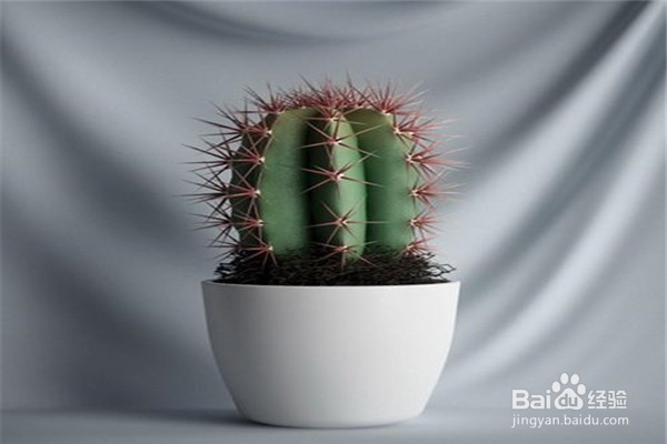 仙人掌的养殖方法和注意事项