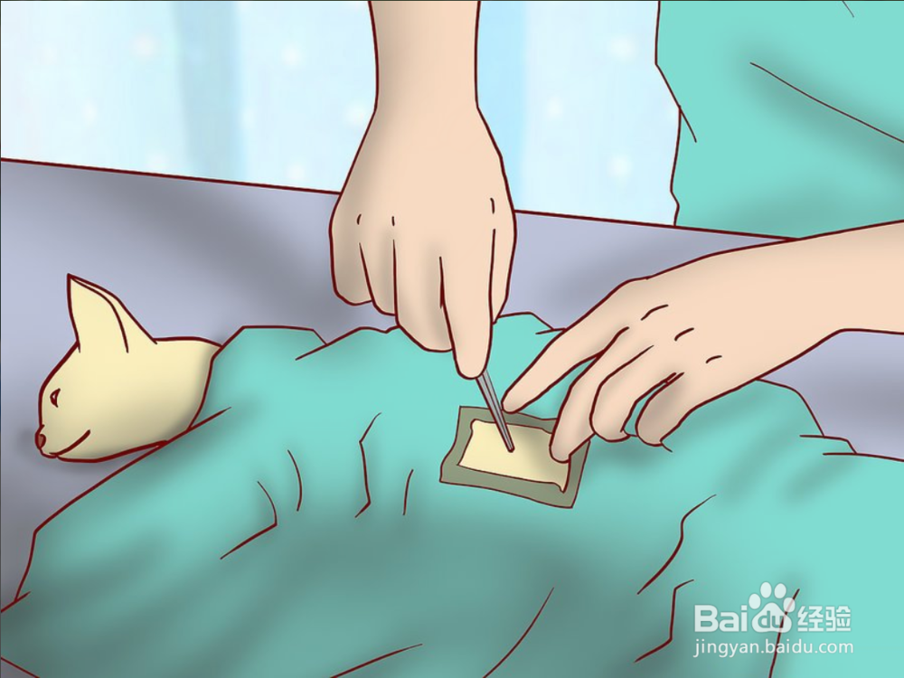 教你如何一只小猫开始养和注意事项有哪些?