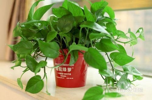 绿萝的养殖注意有什么